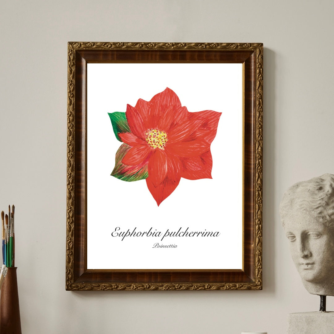 Poinsettia Botanical Art Print