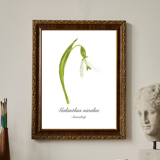 Snowdrop Botanical Art Print