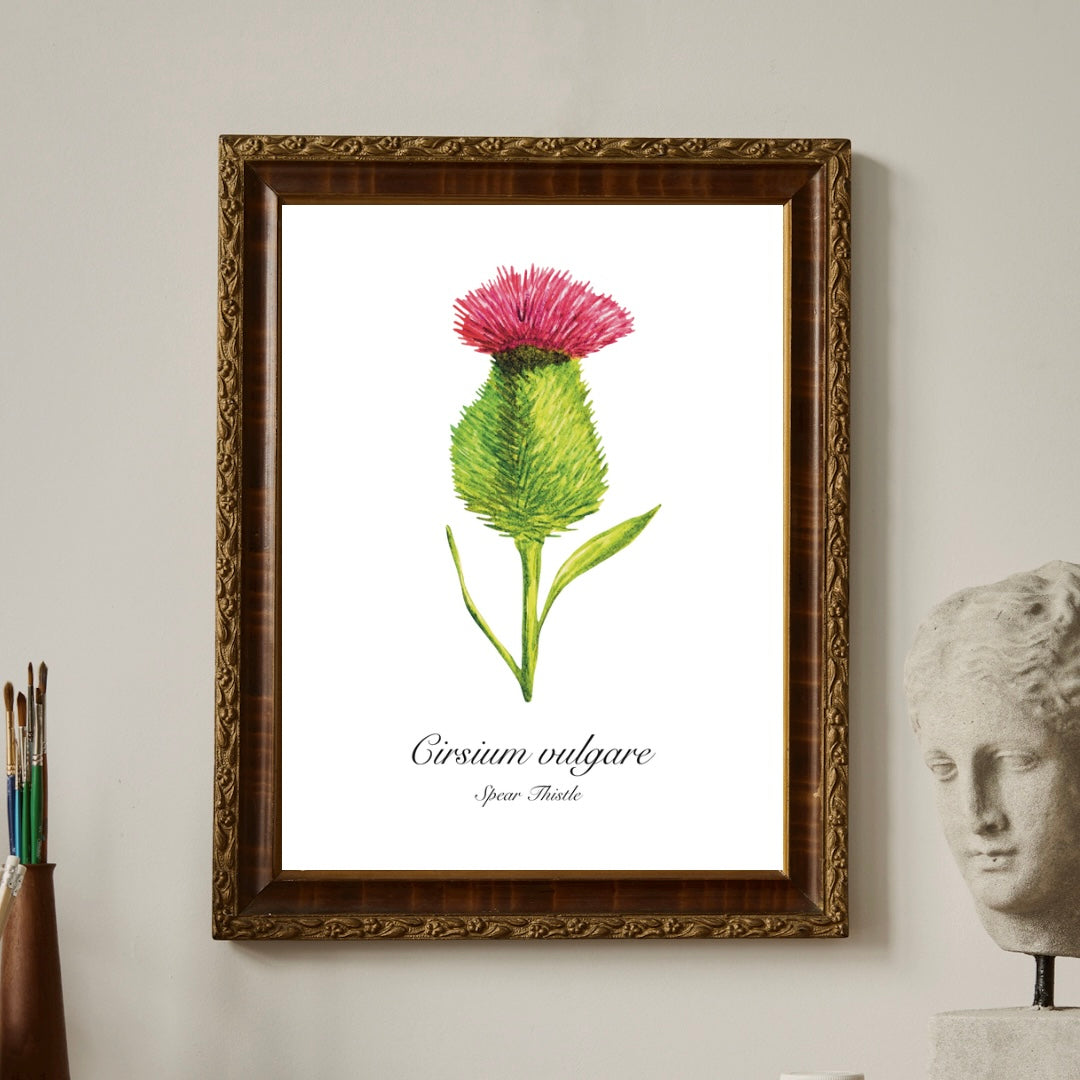 Spear Thistle Botanical Art Print