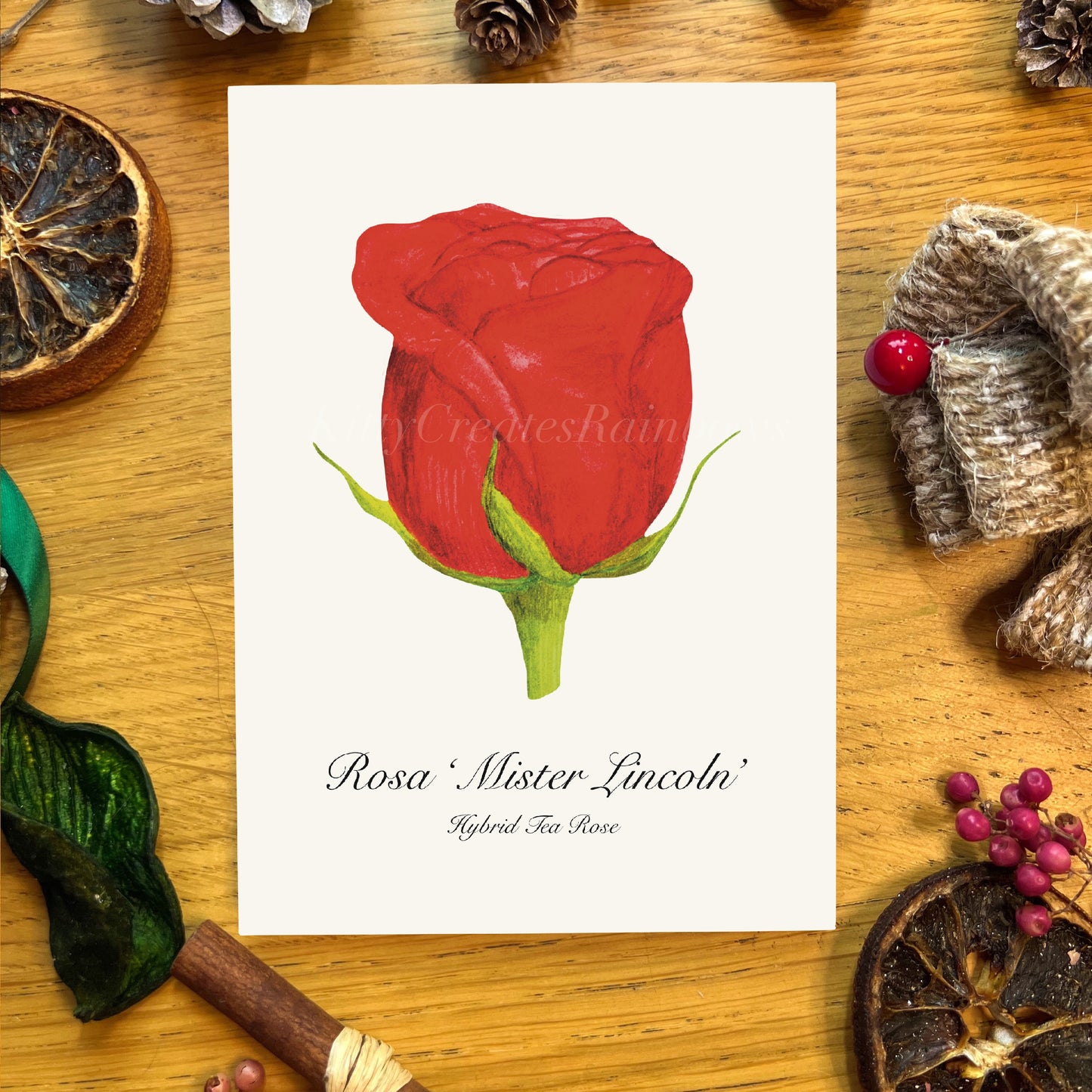 Red Rose Botanical Art Print