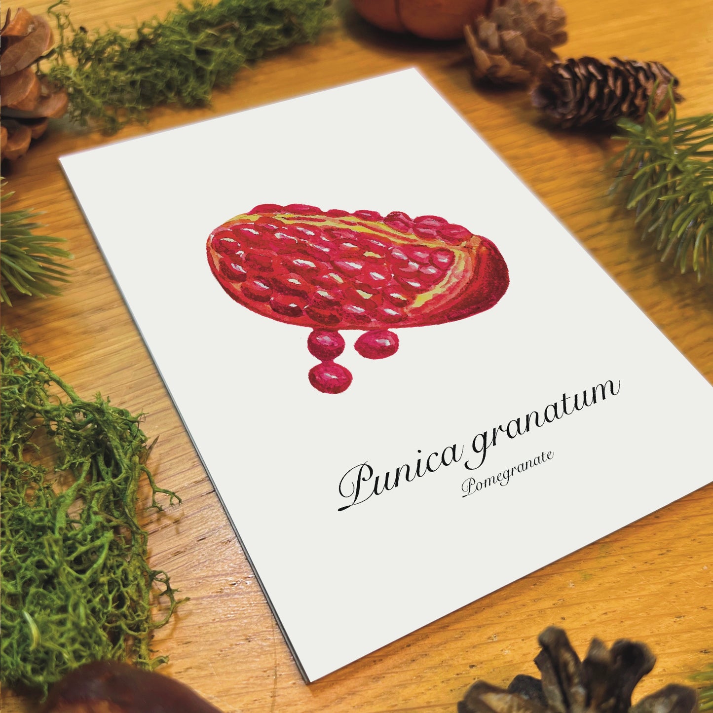 Pomegranate Botanical Art Print