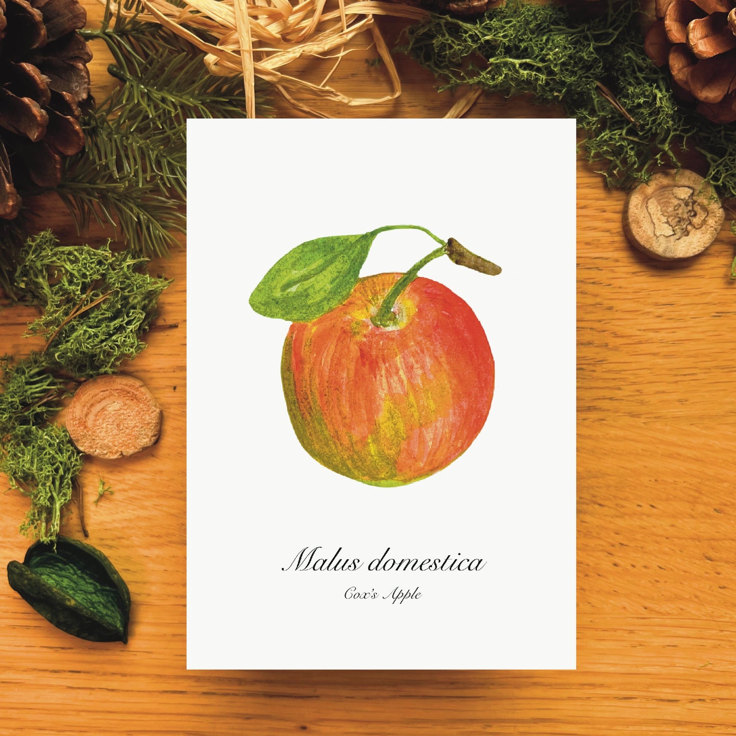 Cox Apple Botanical Art Print