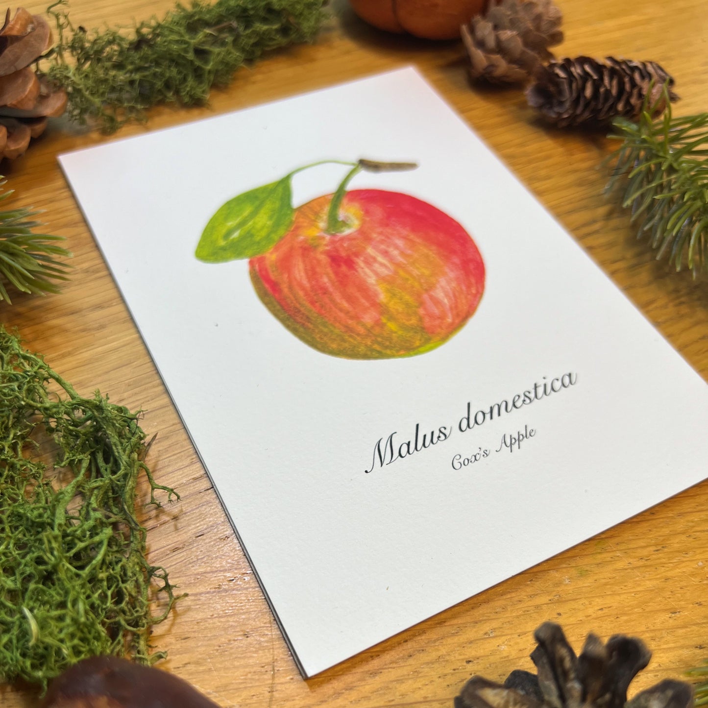 Cox Apple Botanical Art Print