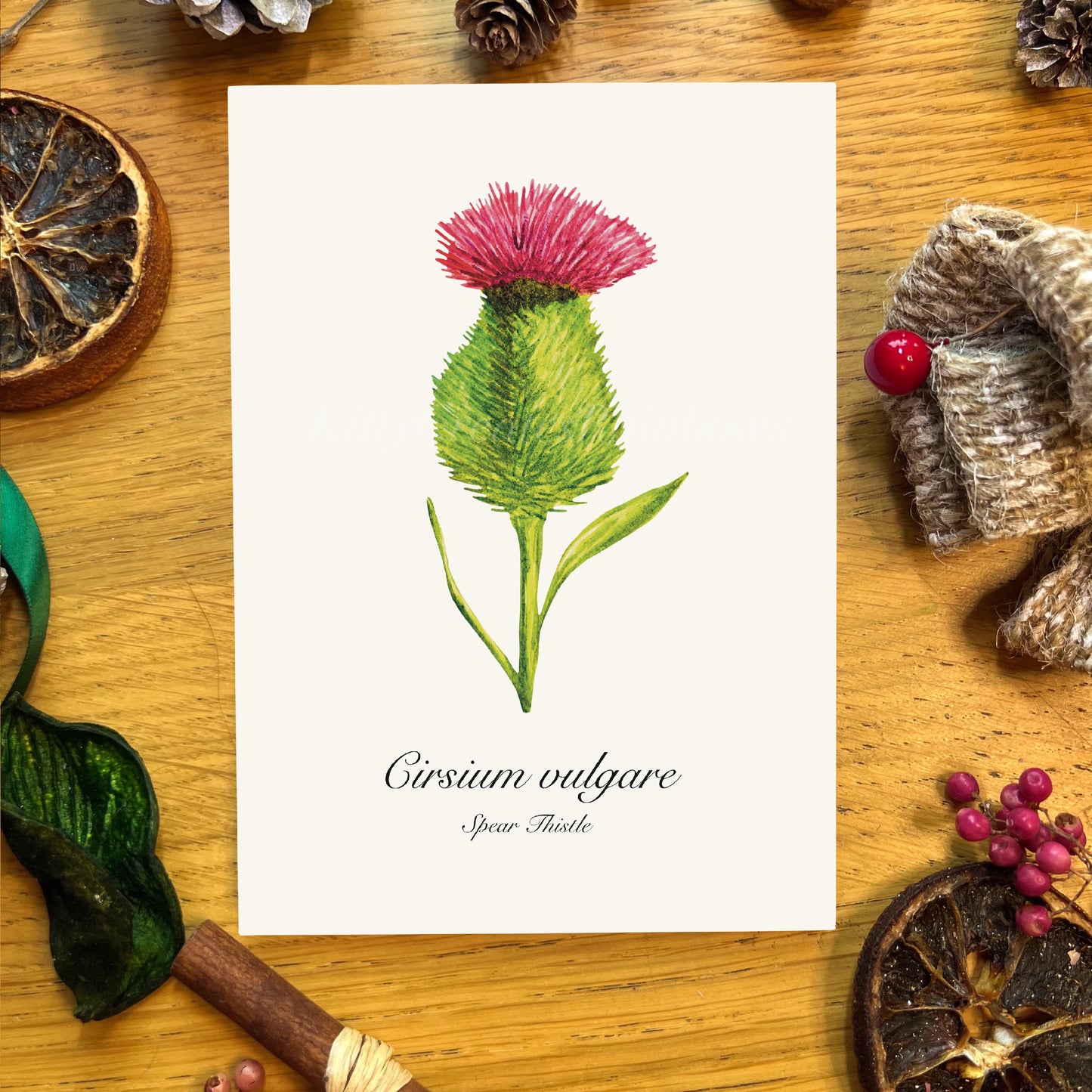 Spear Thistle Botanical Art Print