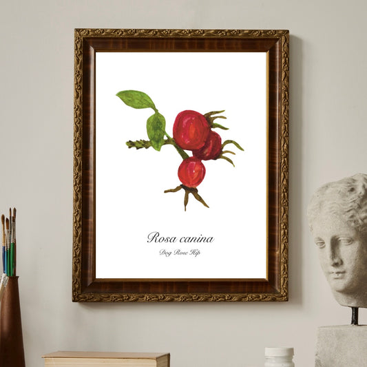 Dog Rose Hip Botanical Art Print