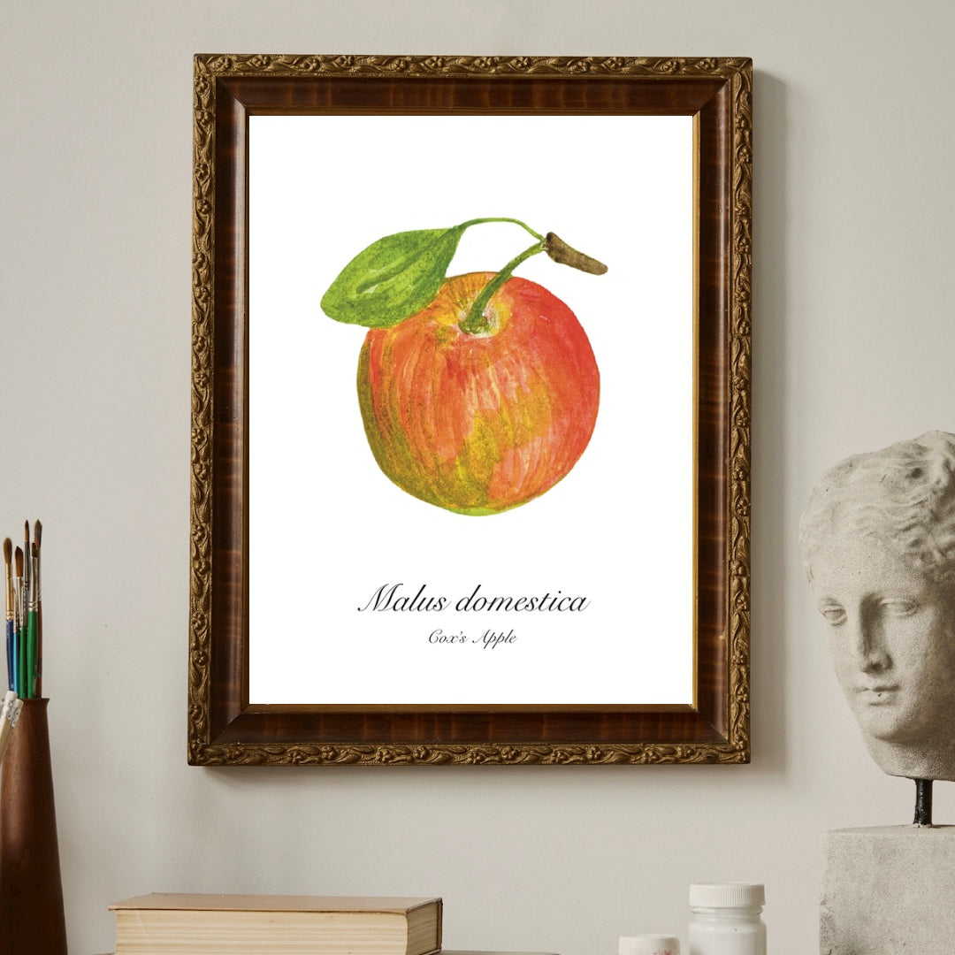 Cox Apple Botanical Art Print