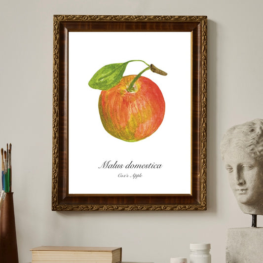 Cox Apple Botanical Art Print