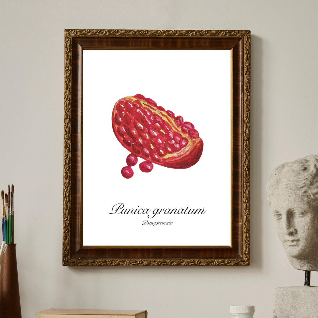 Pomegranate Botanical Art Print