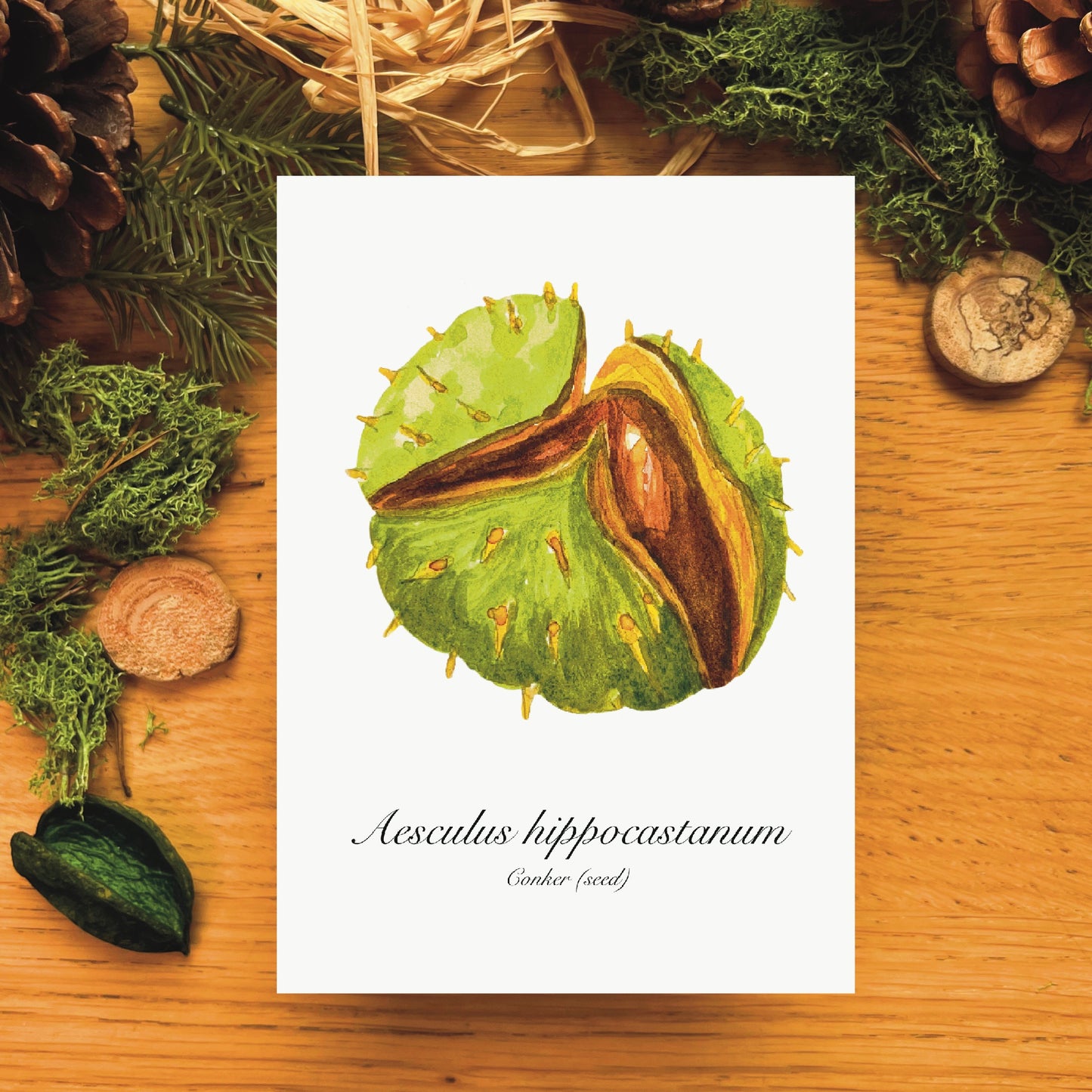 Conker Botanical Art Print