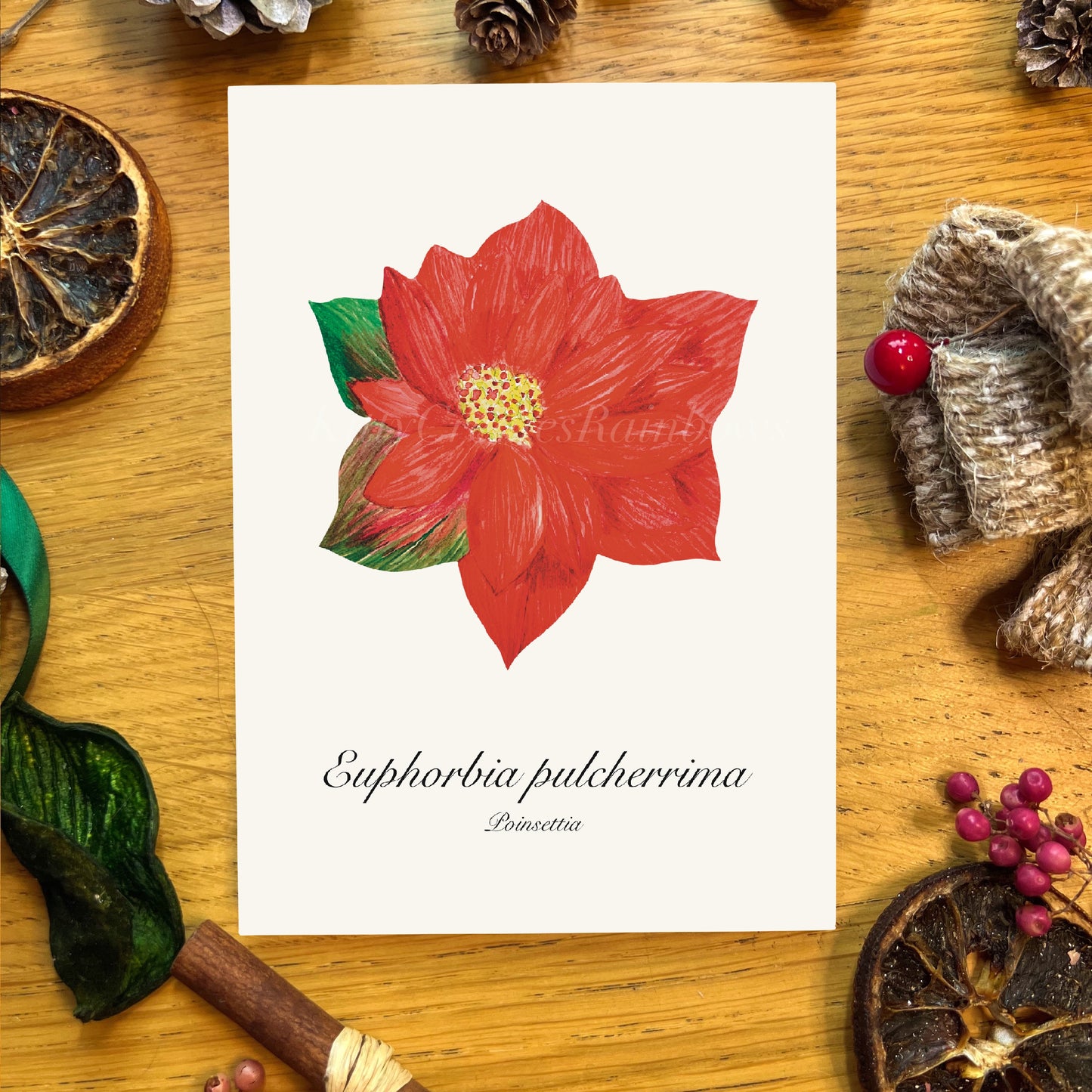 Poinsettia Botanical Art Print