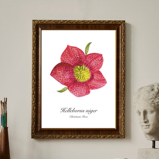 Hellebore fine art print hung in an ornate frame 