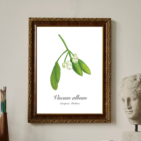 Mistletoe fine art botanical print framed on a wall