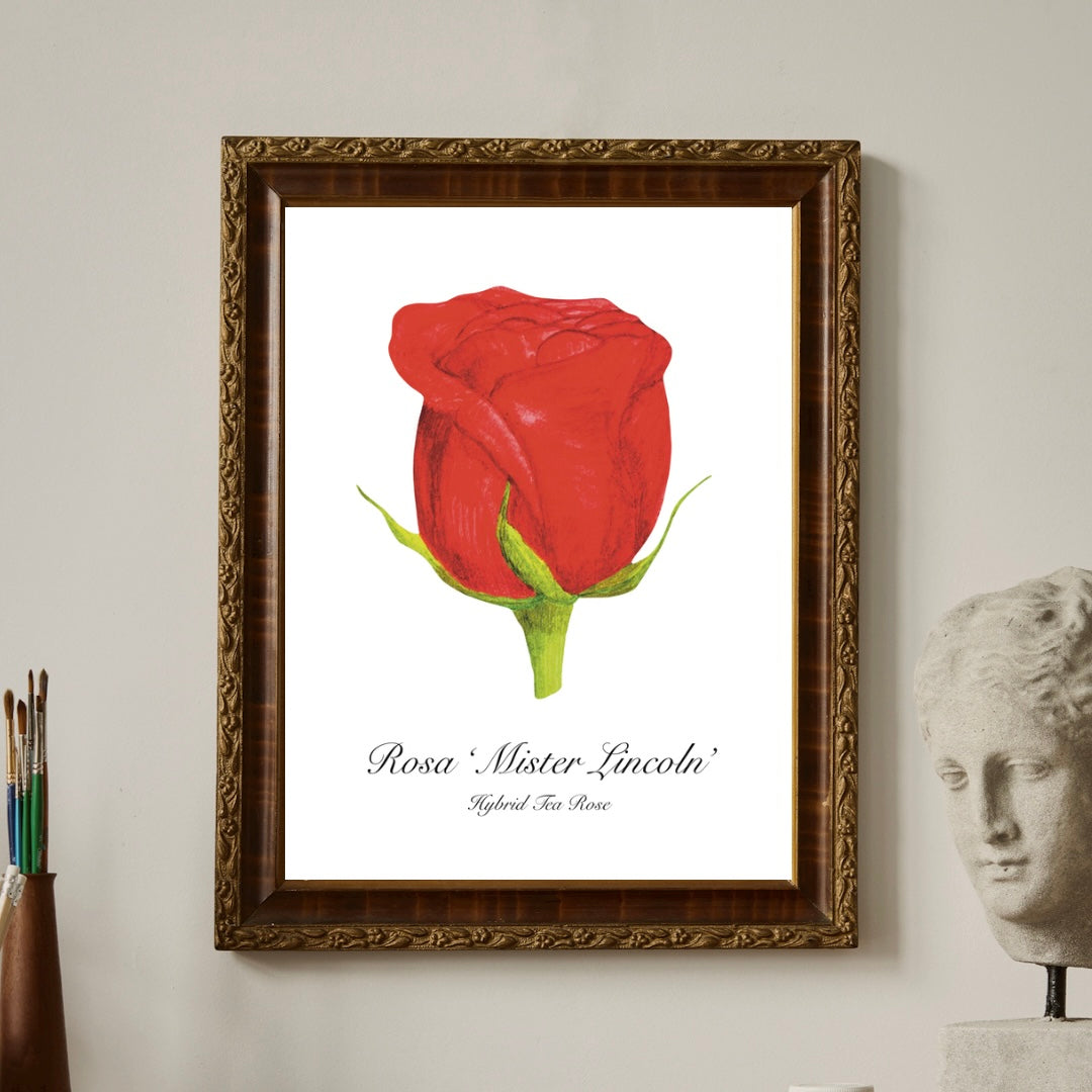 Red rose bud botanical art print hung on a wall